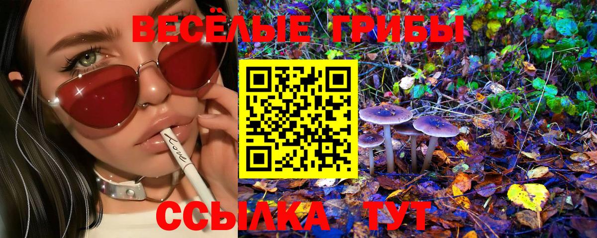 Новочебоксарск  магазин продажи наркотиков  Псилоцибиновые грибы GOLDEN TEACHER  Вход с VPN  Галлюциногенные грибы Psilocybine cubensis 